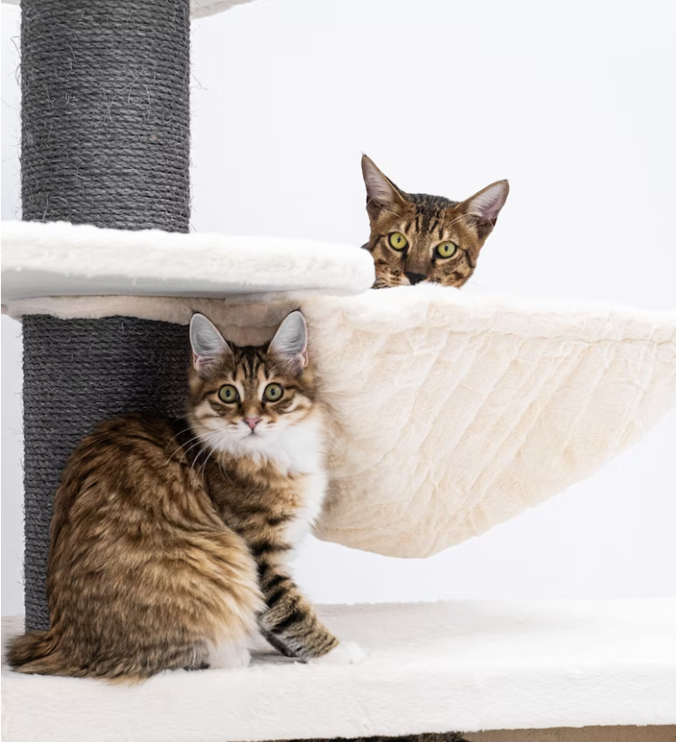 Katzen