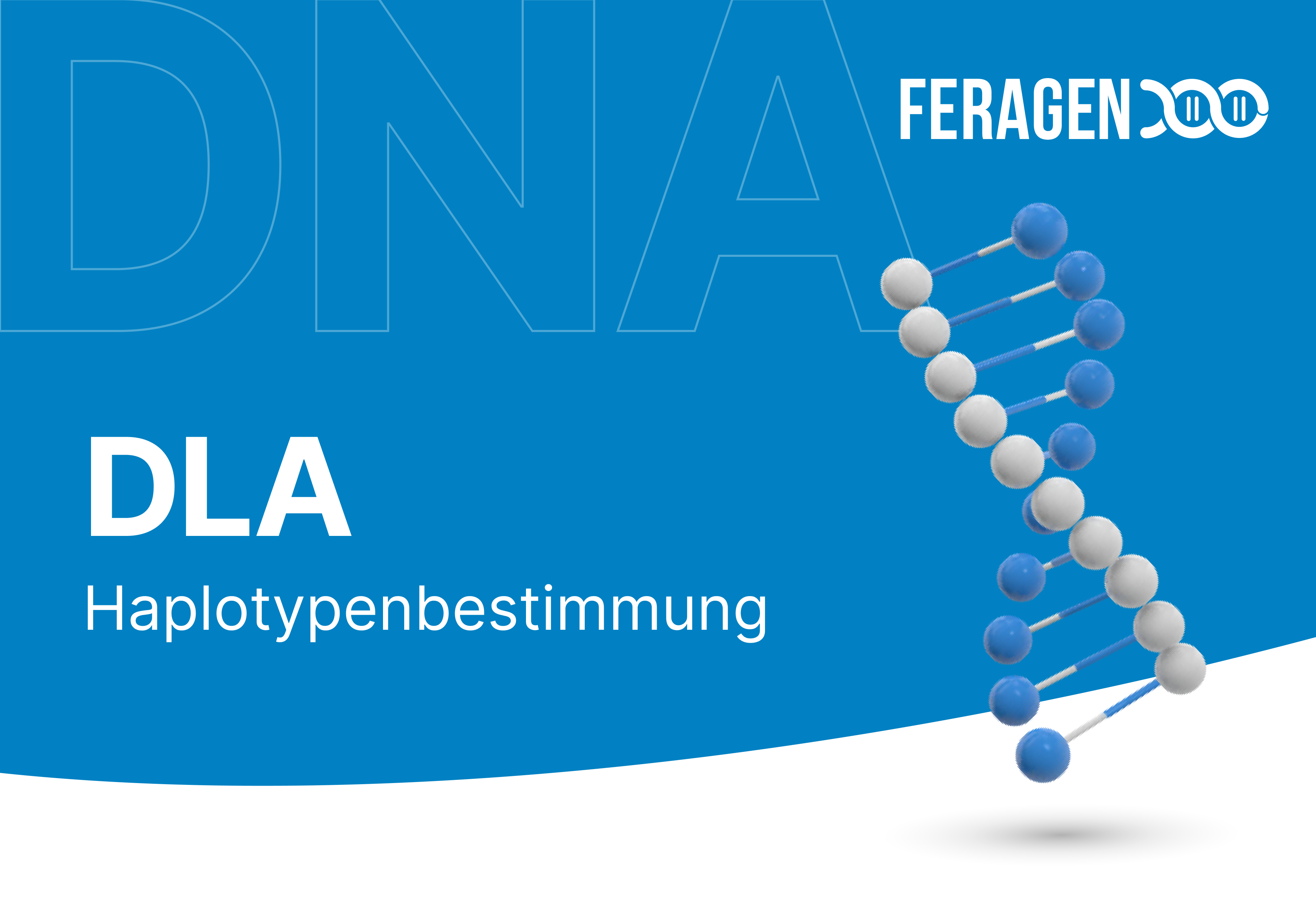 DLA haplotype determination in dogs