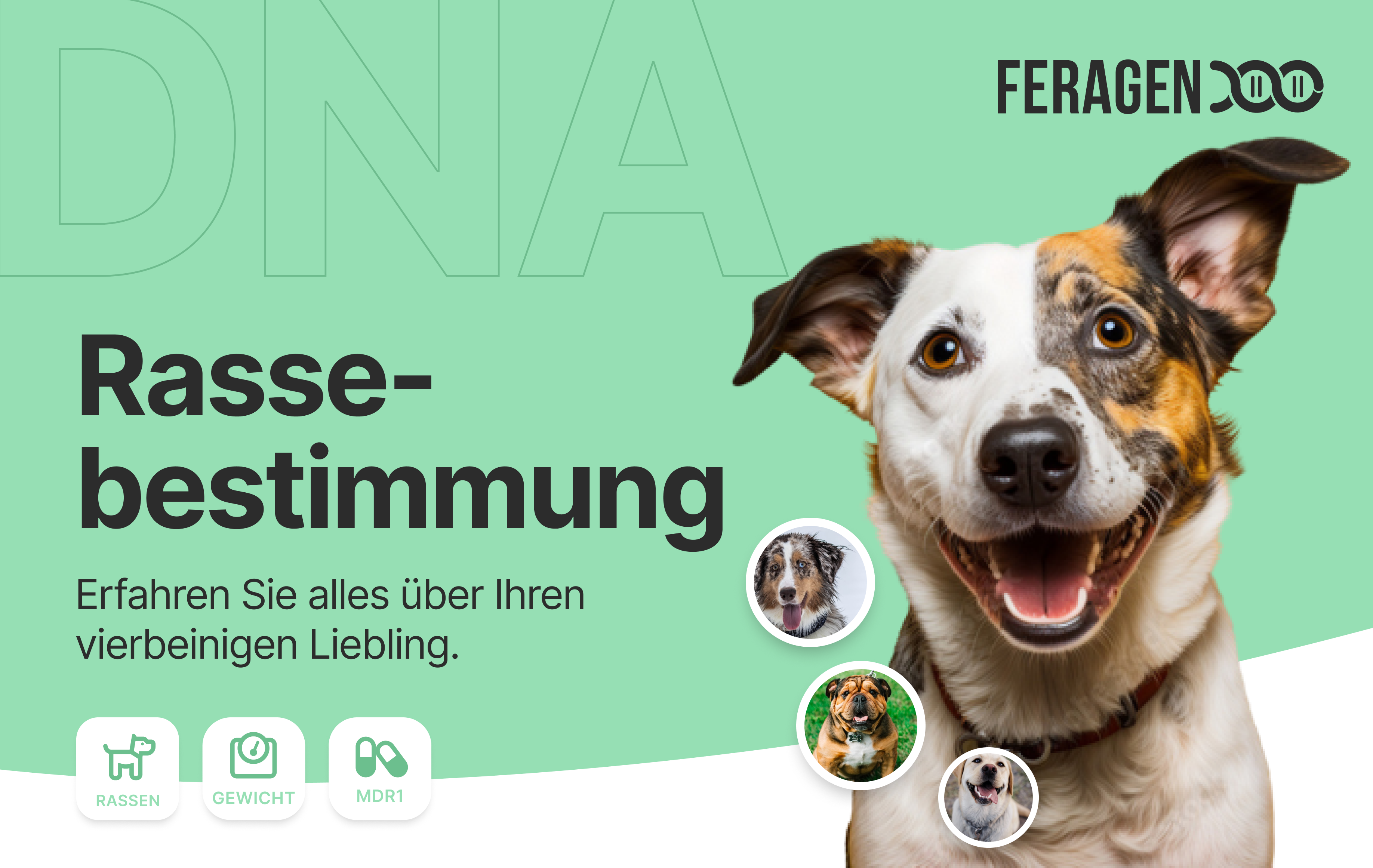 Dog breed determination