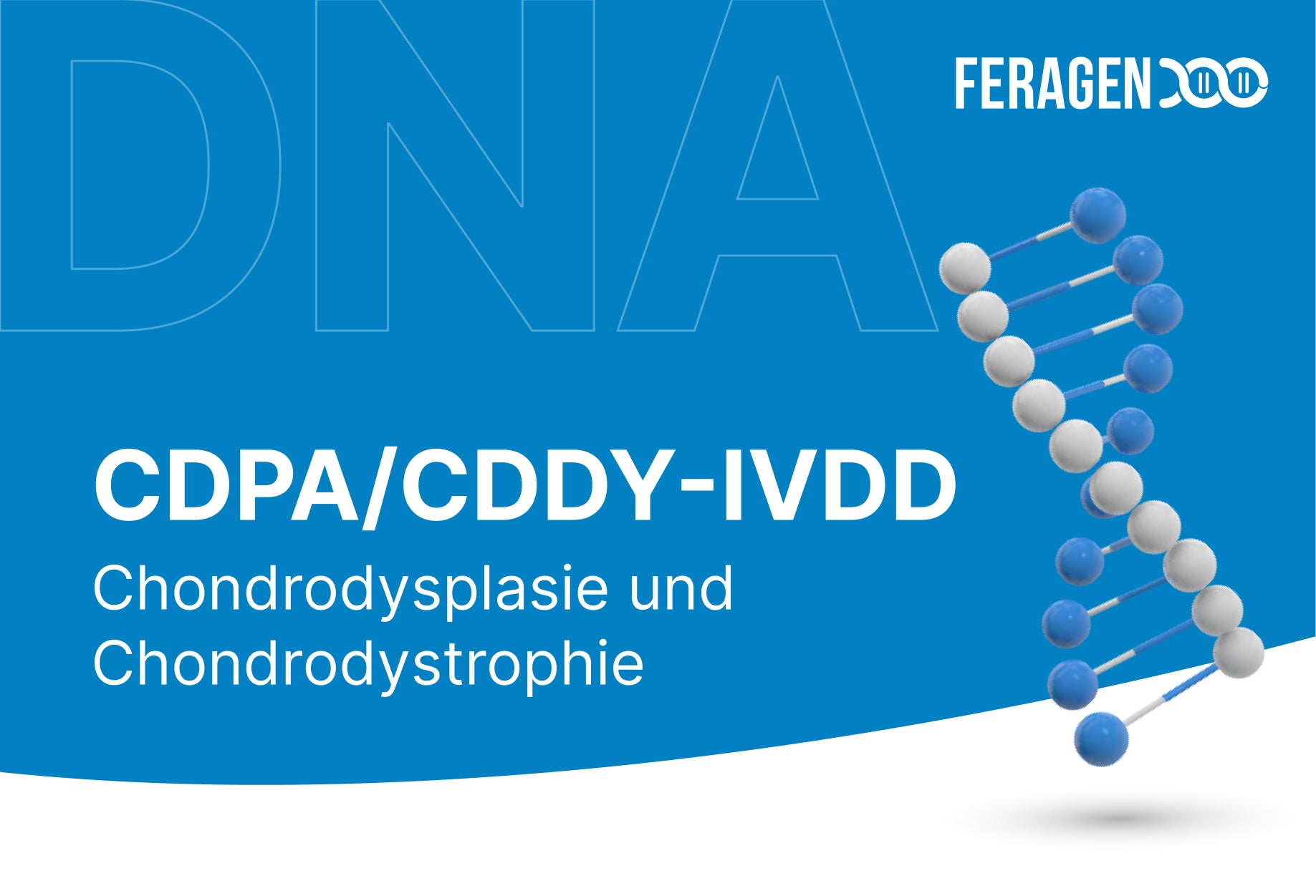 Chondrodysplasie und Chondrodystrophie (CDPA/CDDY-IVDD)