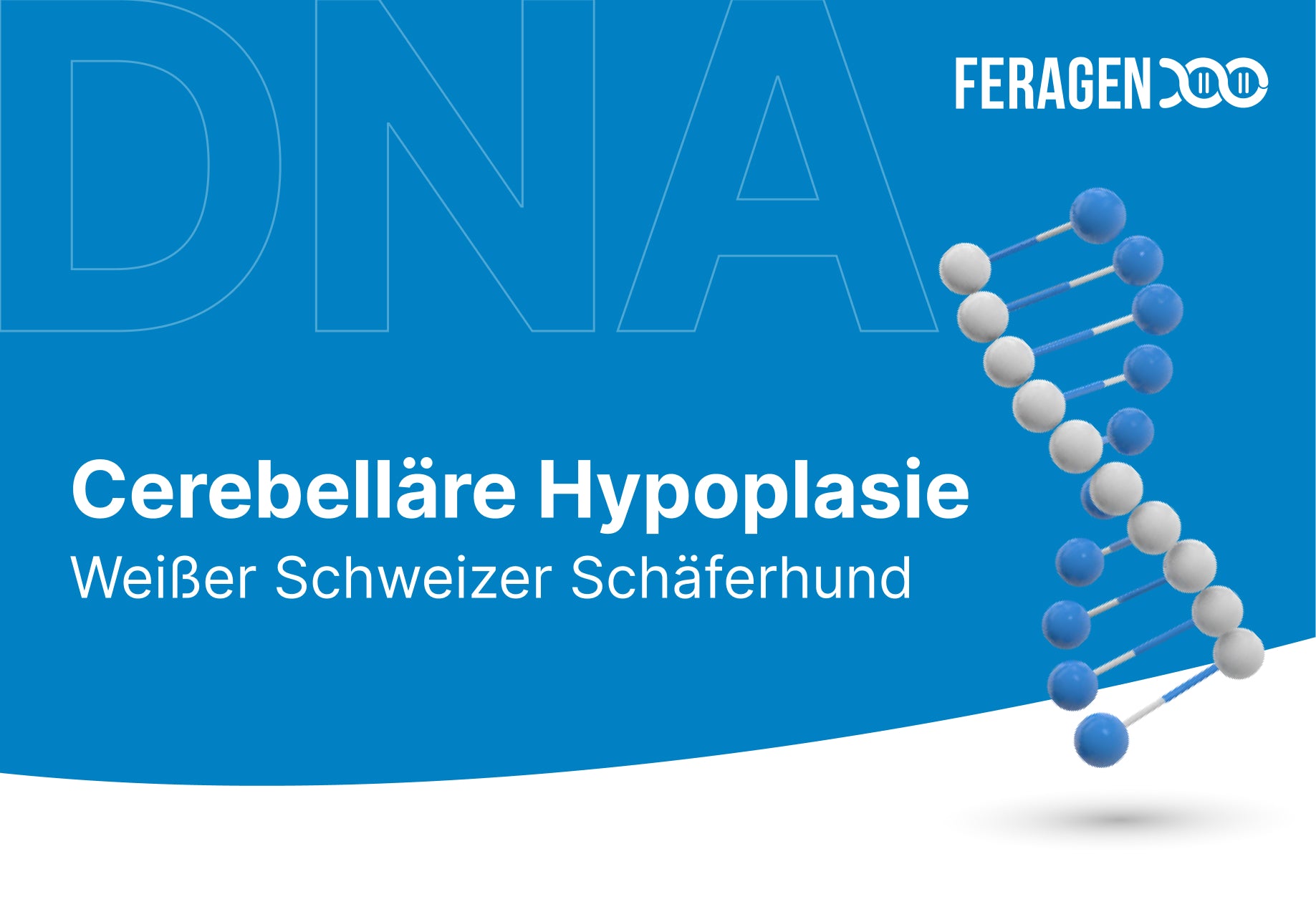 Cerebelläre Hypoplasie - CH (Weißer Schweizer Schäferhund)