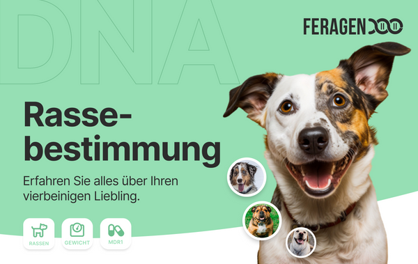 Rassebestimmung Hund
